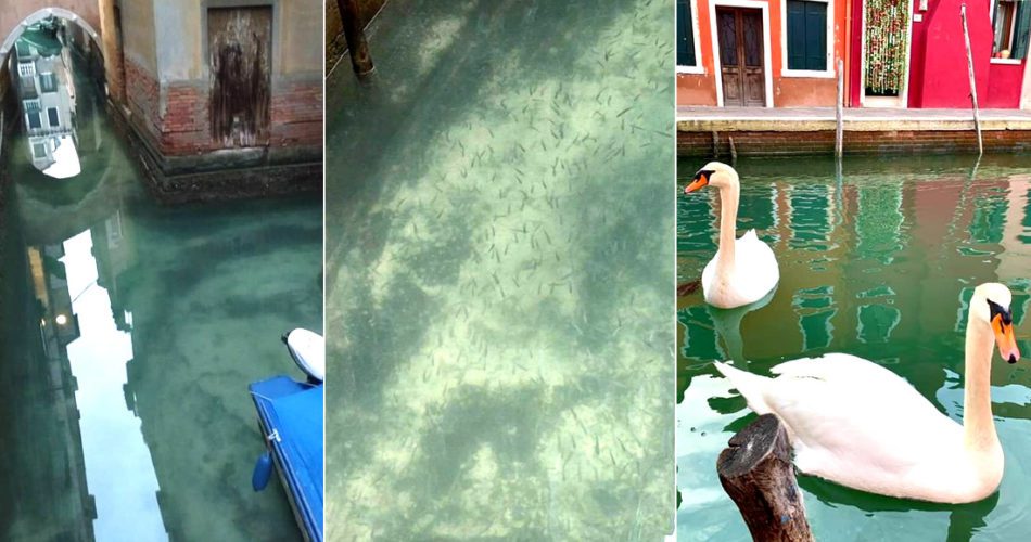 Swans and hundreds of fish return to the channels of Venice after ...