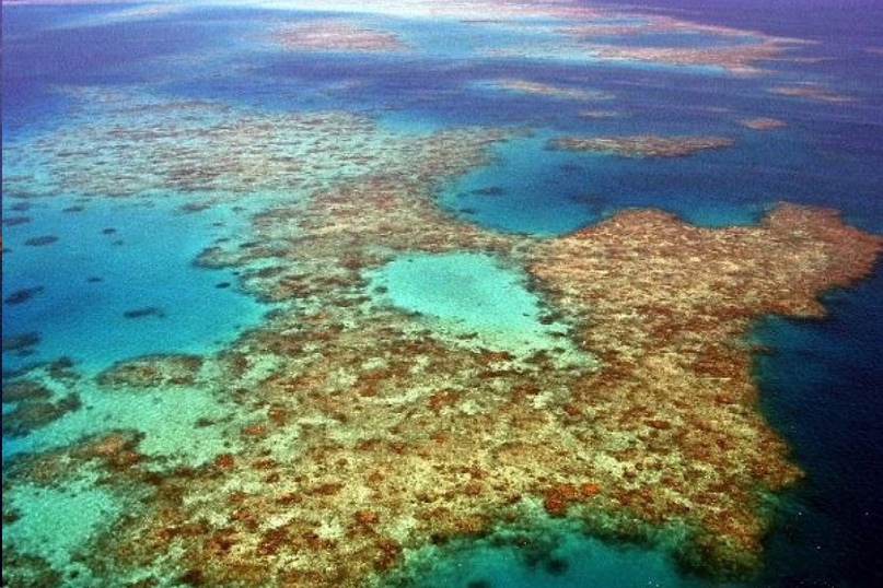 Oceanic plant pleiston - Sargasso - on Earth is characteristic only of the Sargasso Sea, also called "the sea without shores"